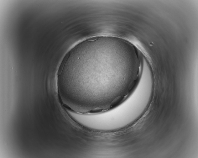 X0000088691238200706071513