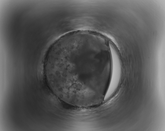 X0000088691263200706071512