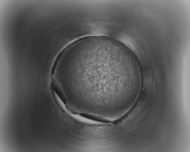X0000088691268200706071512