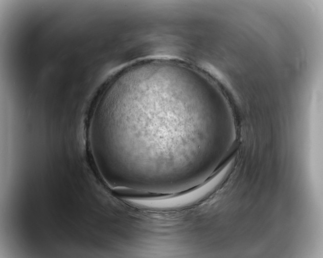 X0000088691408200706071510