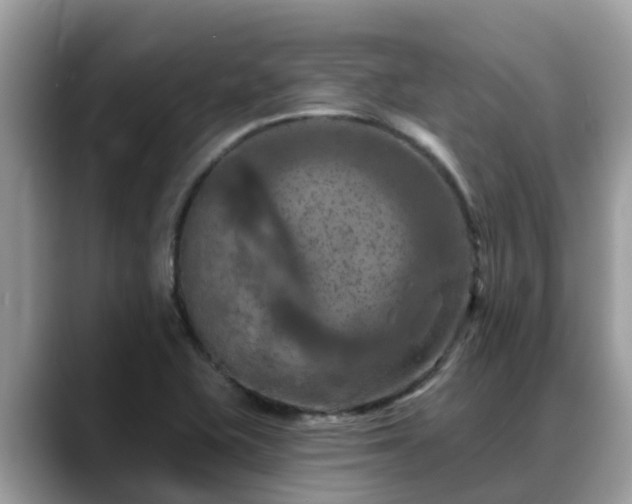 X0000088691415200706071510