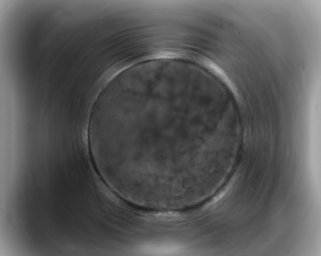 X0000088691417200706071510
