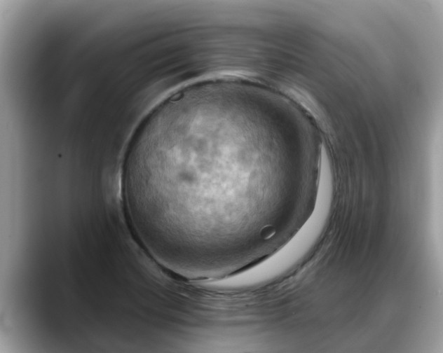 X0000088691420200706071510