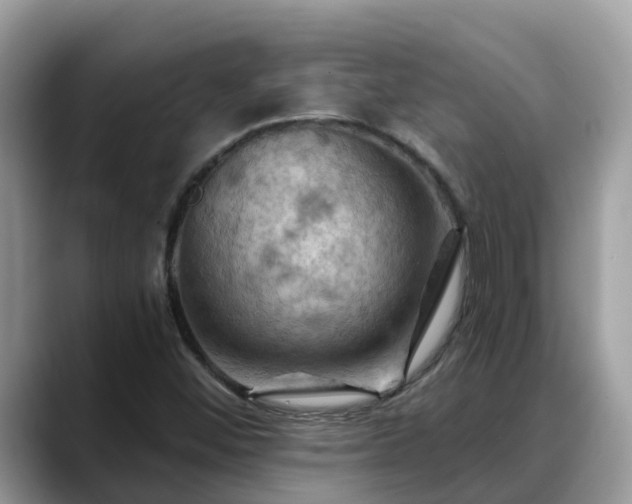 X0000088691452200706071510