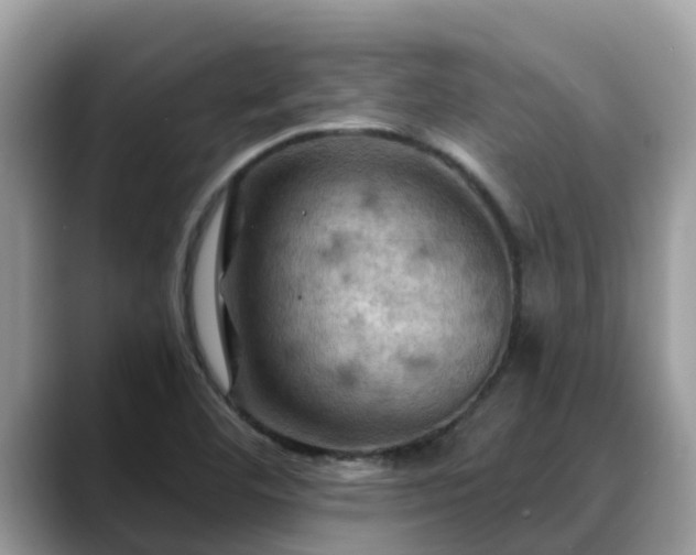 X0000088691460200706071510