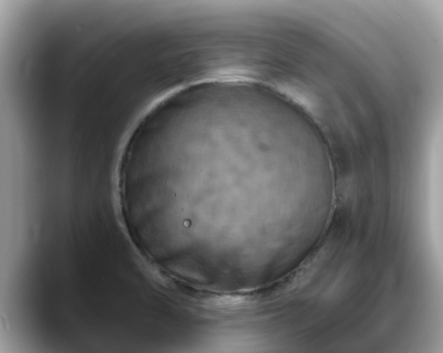 X0000088691470200706071510