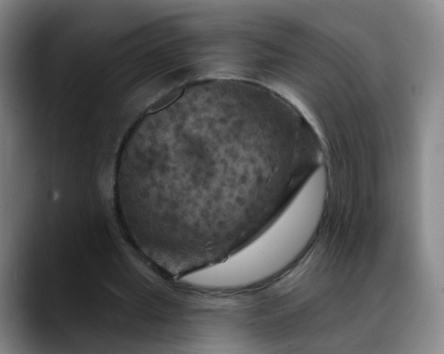 X0000088690437200706141415