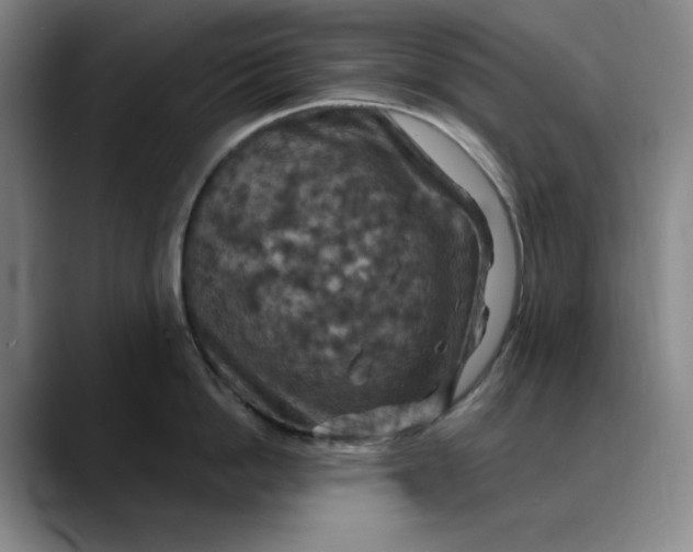 X0000088690862200706141411