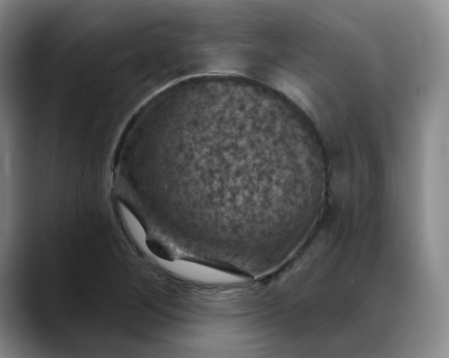 X0000088691268200706141406