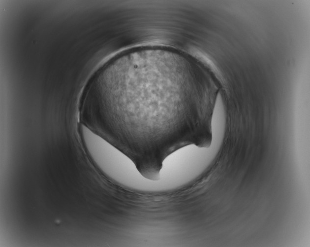 X0000088691324200706141405