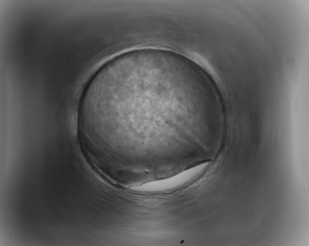 X0000088691504200706141403