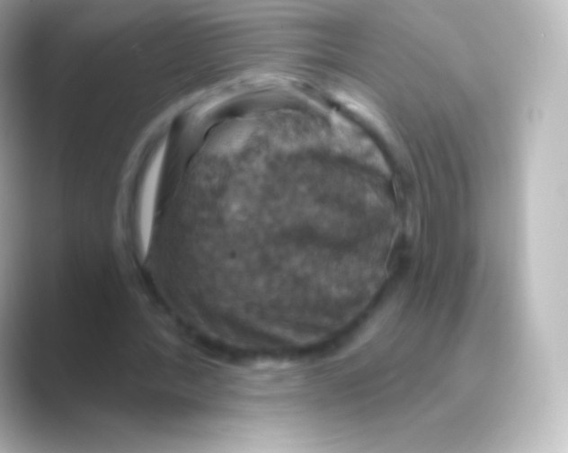 X0000088690388200706211930