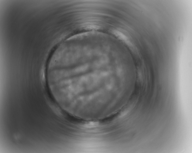 X0000088690398200706211930