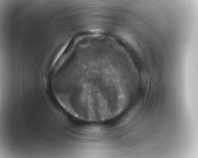 X0000088690404200706211930