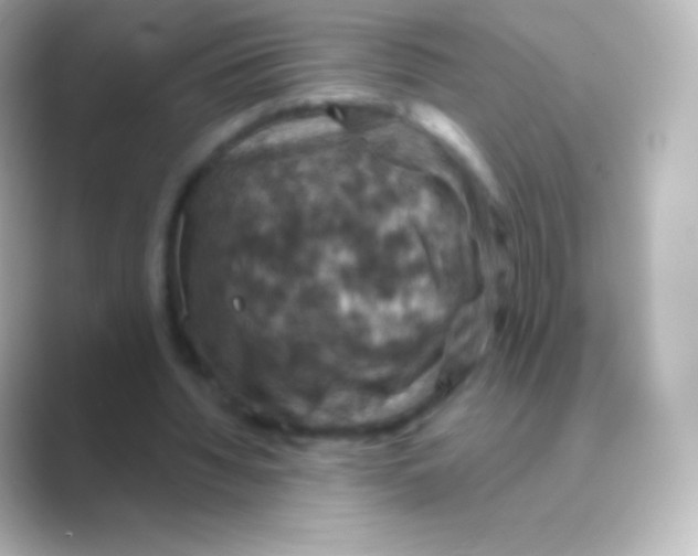 X0000088690436200706211929