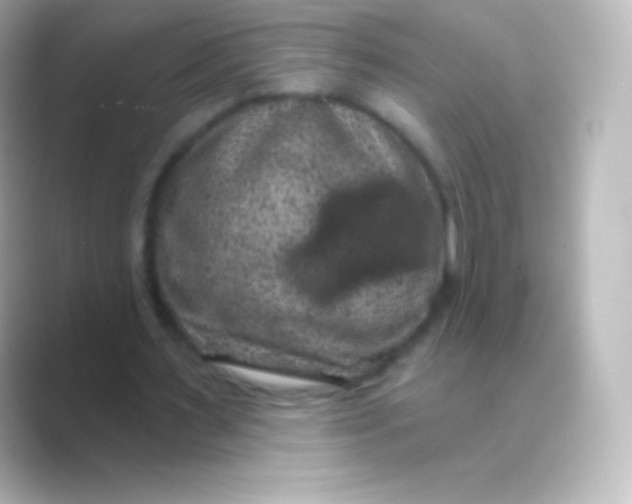 X0000088690483200706211929