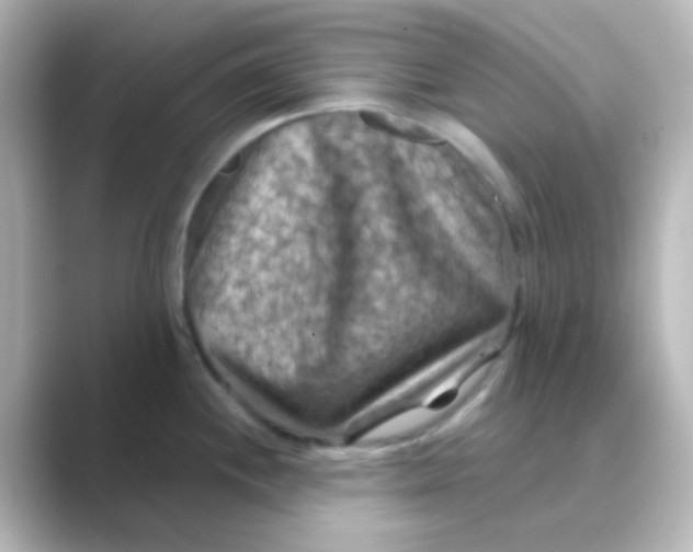 X0000088691244200706211921