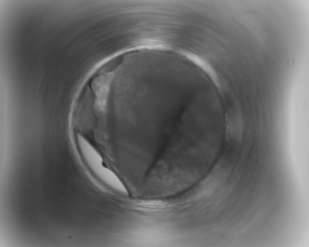 X0000088691383200706211919