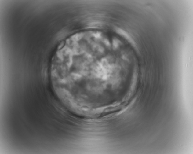 X0000088691403200706211918
