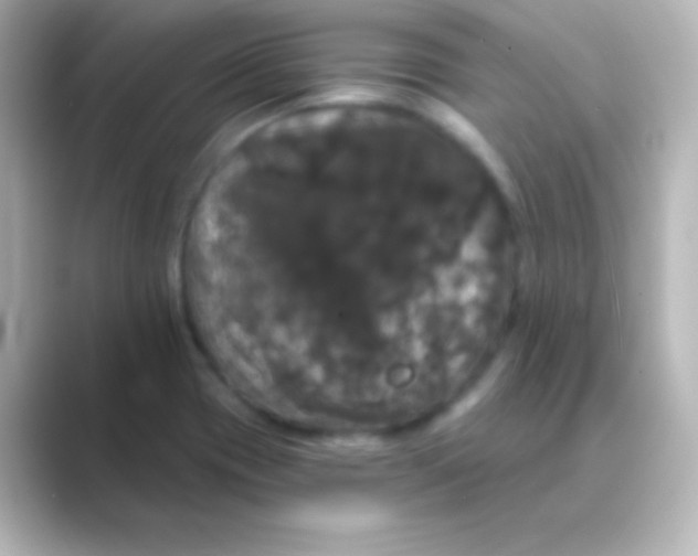X0000088691417200706211918