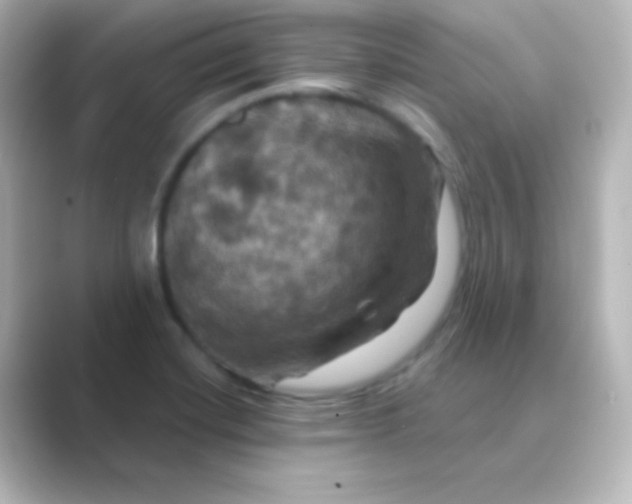 X0000088691420200706211919