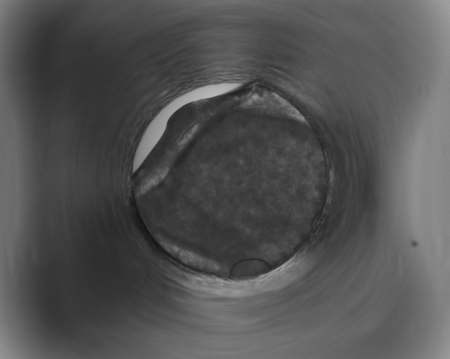 X0000088690048200706282011