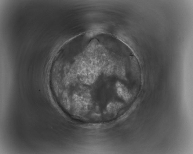 X0000088690049200706282010