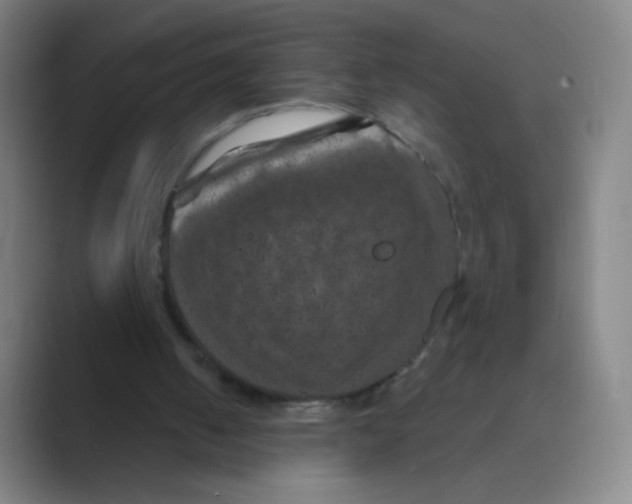 X0000088690050200706282010