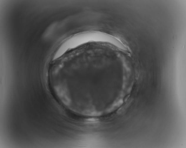X0000088690053200706282010