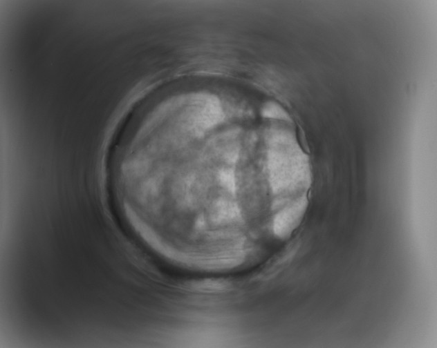 X0000088690102200706282010