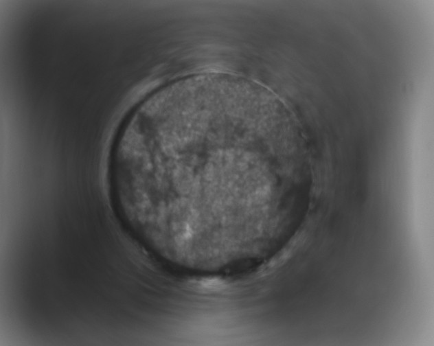 X0000088690104200706282010