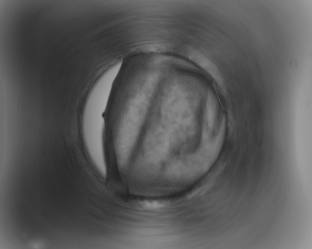 X0000088690105200706282010