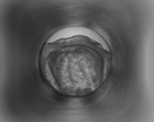 X0000088690107200706282010
