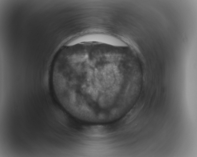 X0000088690108200706282010
