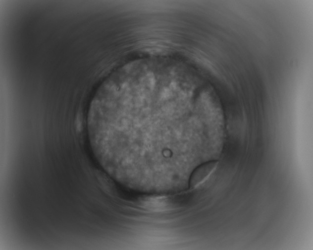 X0000088690132200706282010