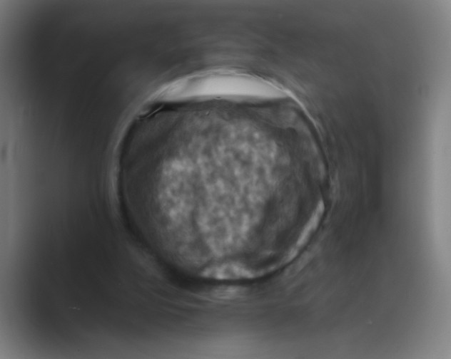 X0000088690152200706282009