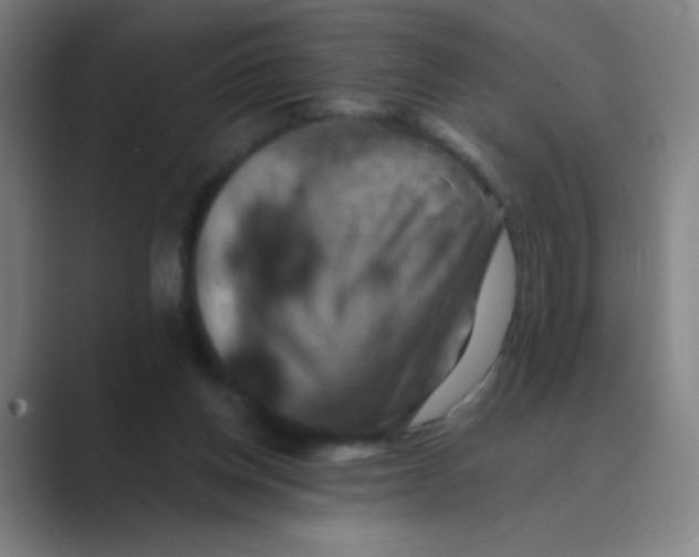X0000088690158200706282009
