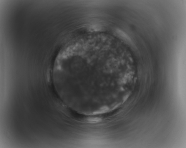 X0000088690169200706282010