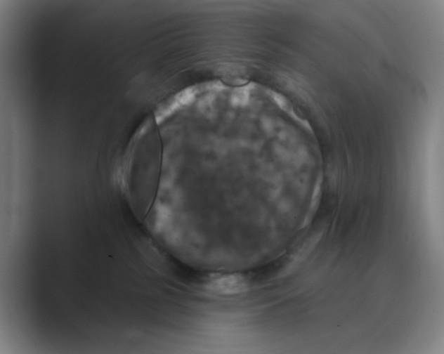 X0000088690185200706282010