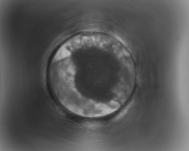 X0000088690199200706282009