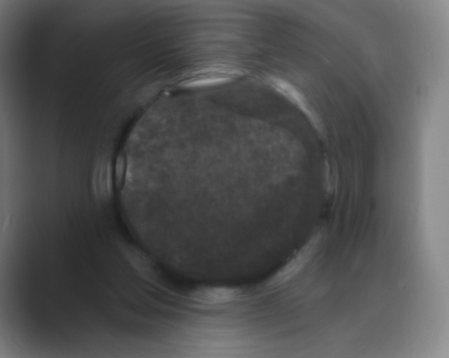 X0000088690205200706282009