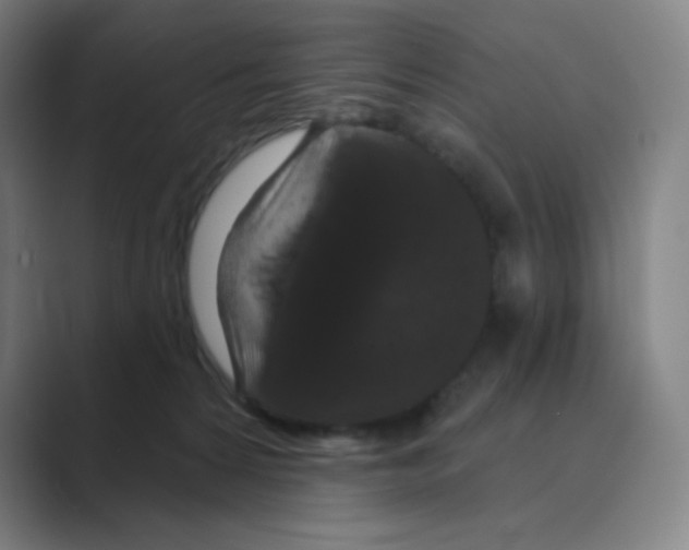 X0000088690224200706282009