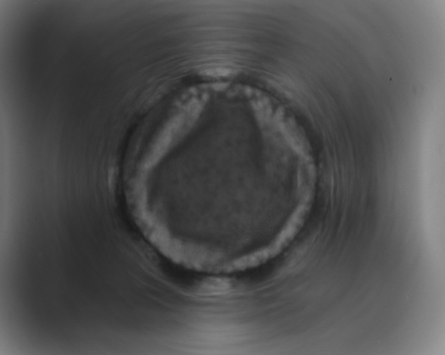 X0000088690227200706282009