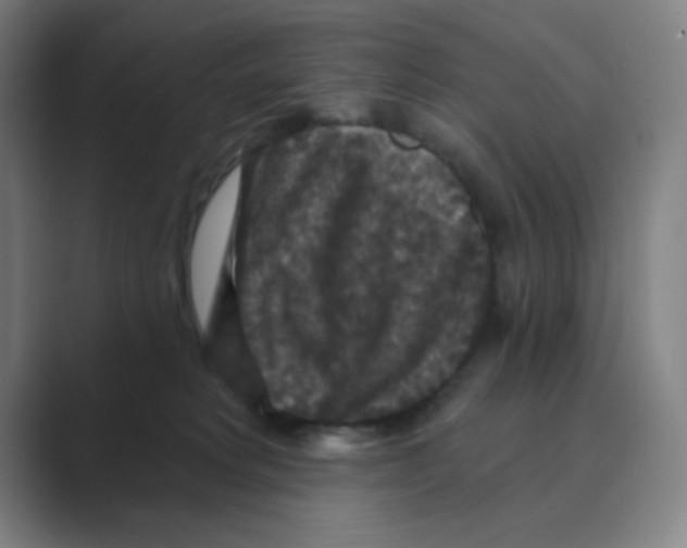 X0000088690229200706282009