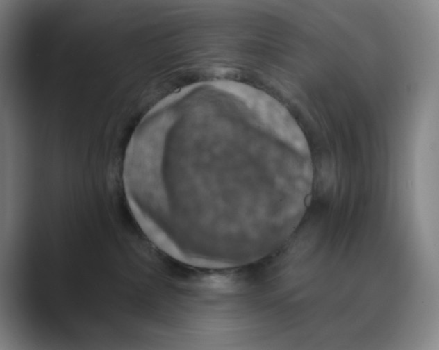 X0000088690236200706282009