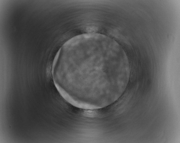 X0000088690240200706282009