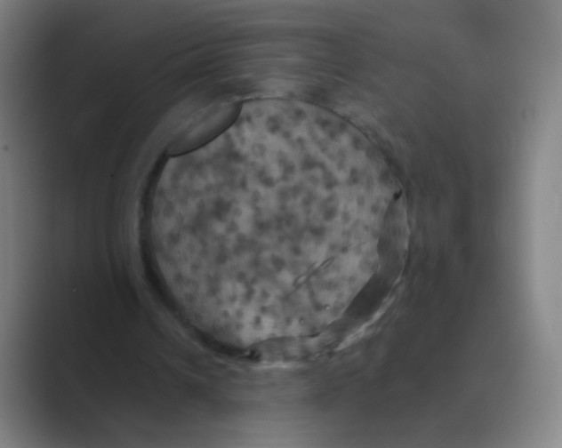 X0000088690242200706282008