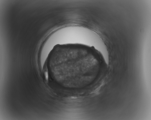 X0000088690244200706282008