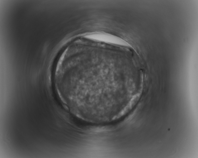 X0000088690246200706282008