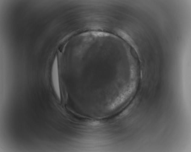 X0000088690249200706282008